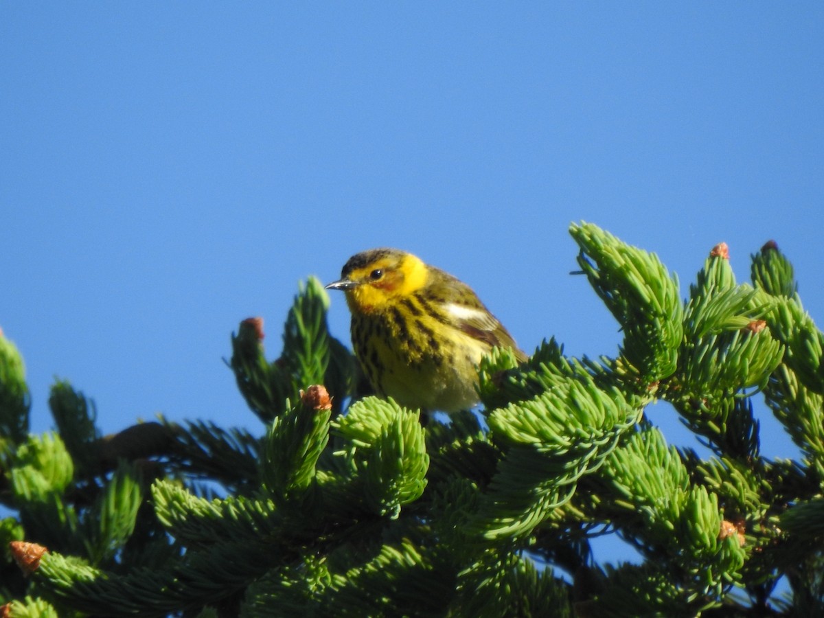 Cape May Warbler - ML619523521