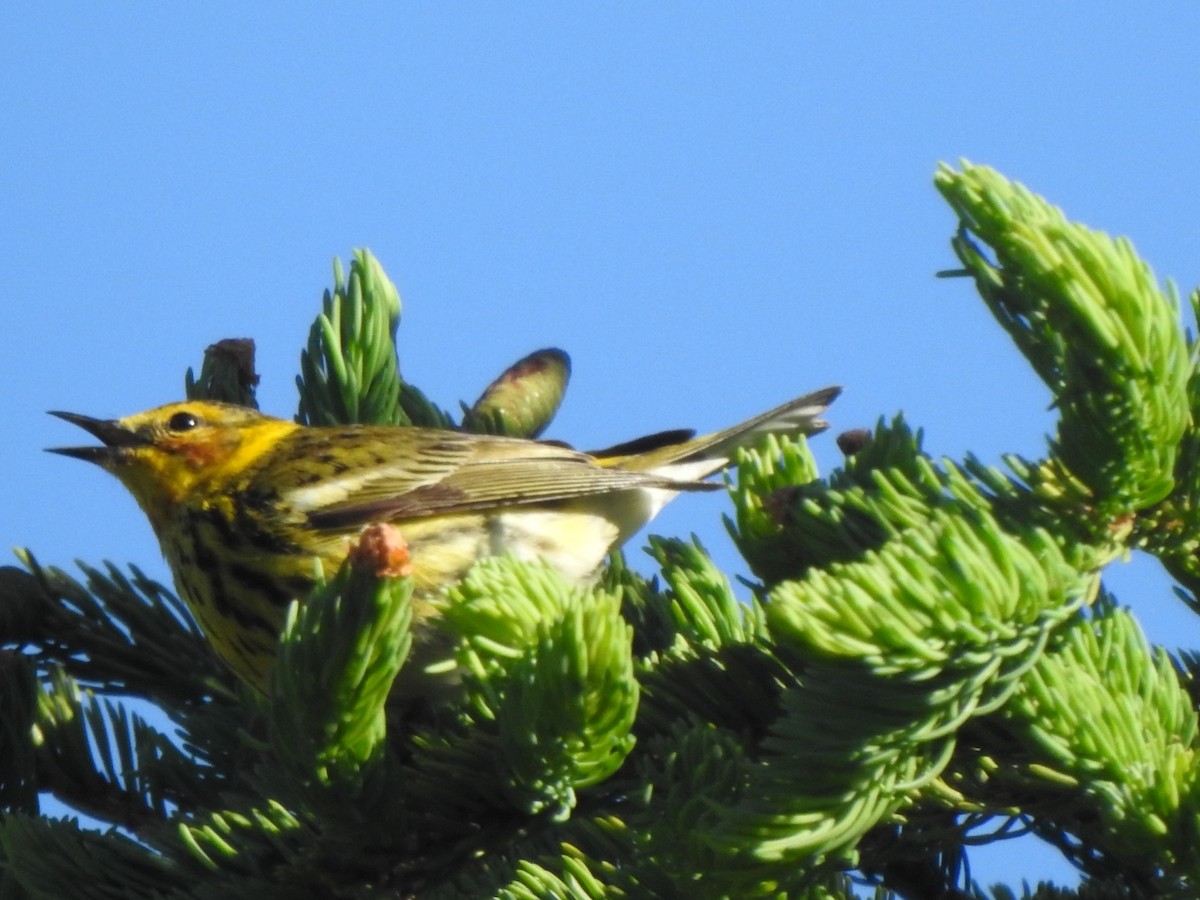 Cape May Warbler - ML619523522