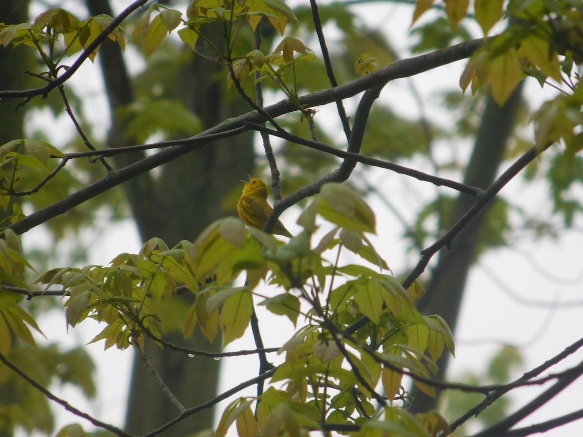 Yellow Warbler - ML619523542