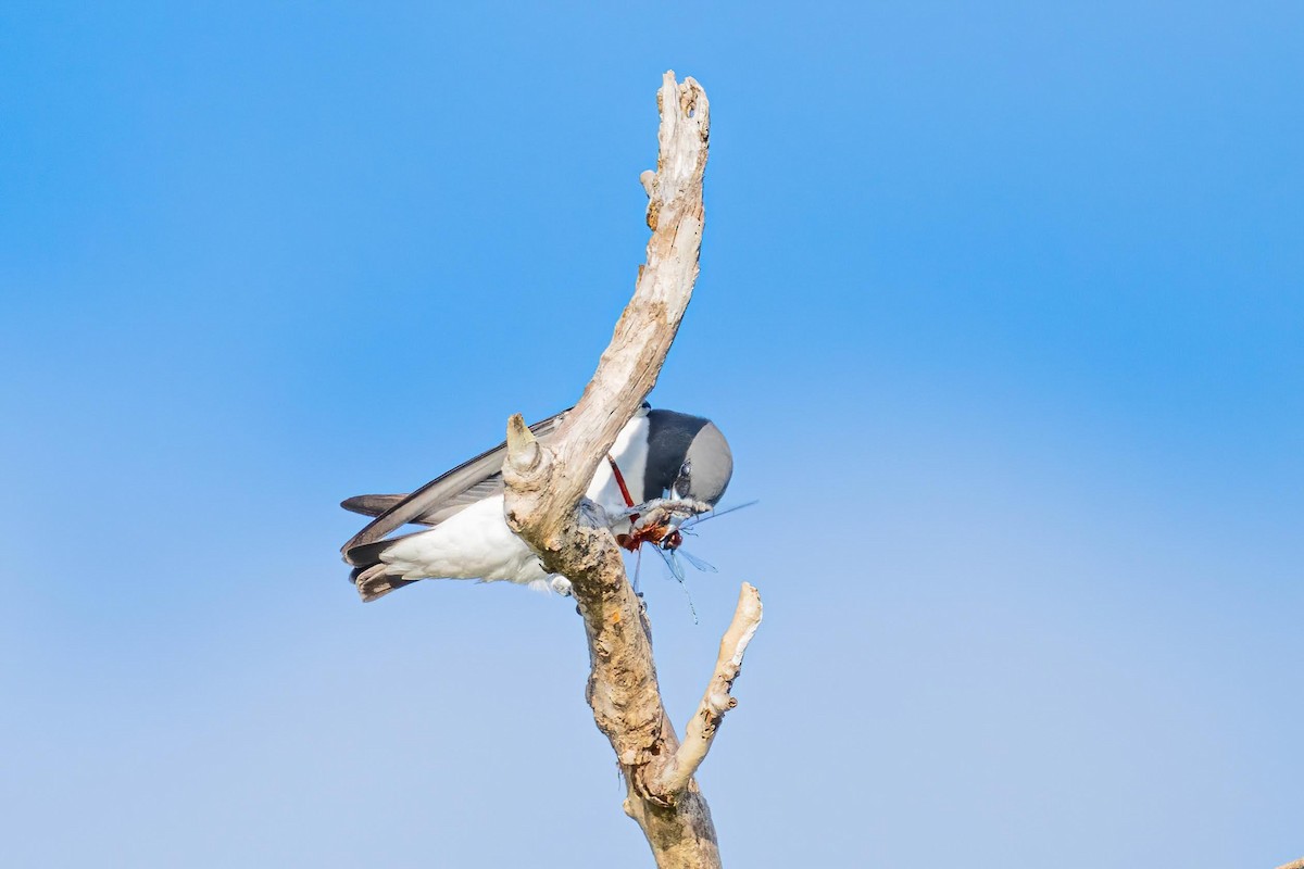 White-breasted Woodswallow - ML619523556