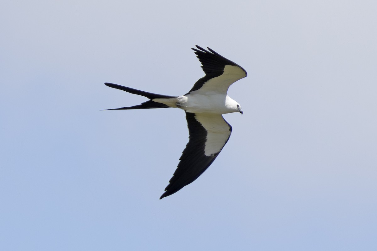 Swallow-tailed Kite - ML619523567