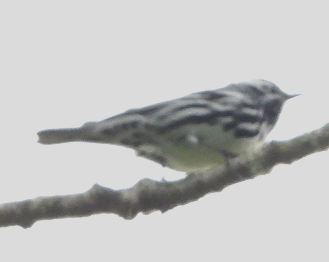 Black-and-white Warbler - ML619523573