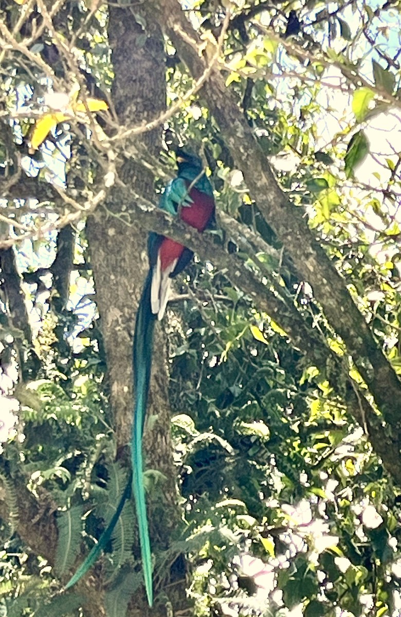 Quetzal Guatemalteco - ML619523575