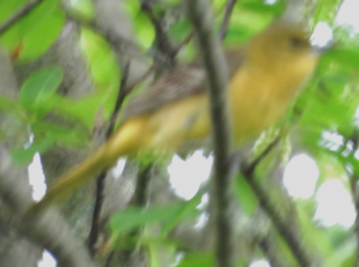 Orchard Oriole - ML619523632