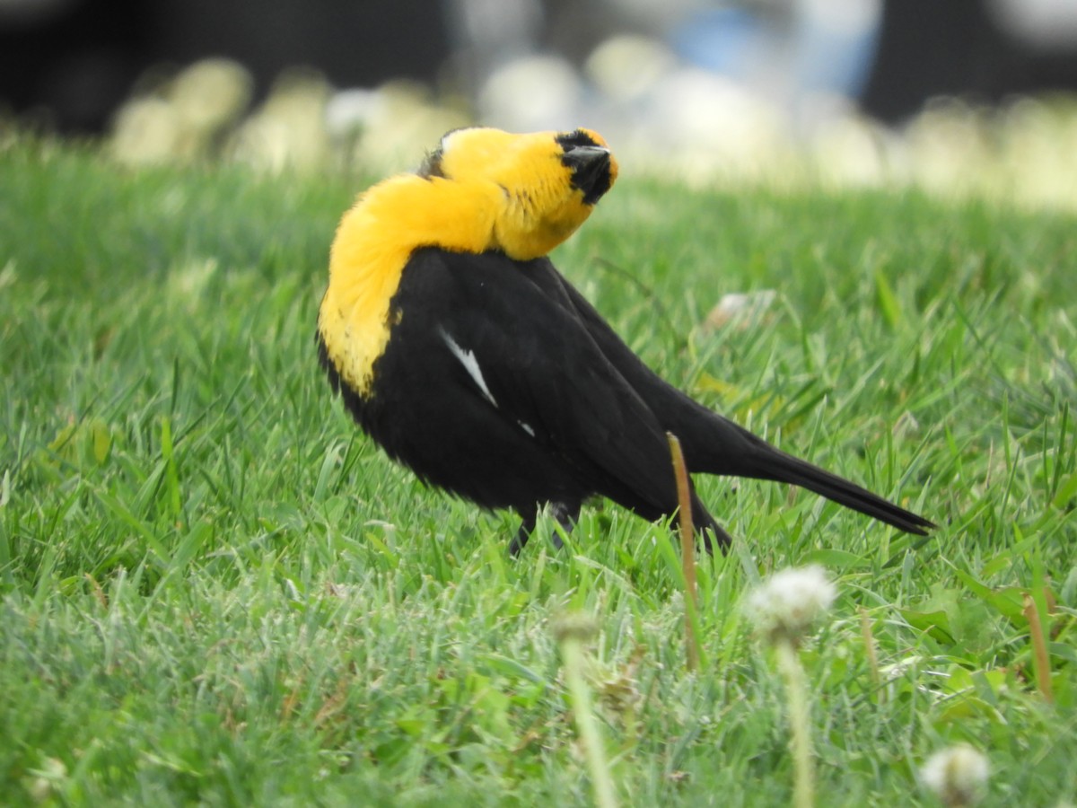 Yellow-headed Blackbird - ML619523742