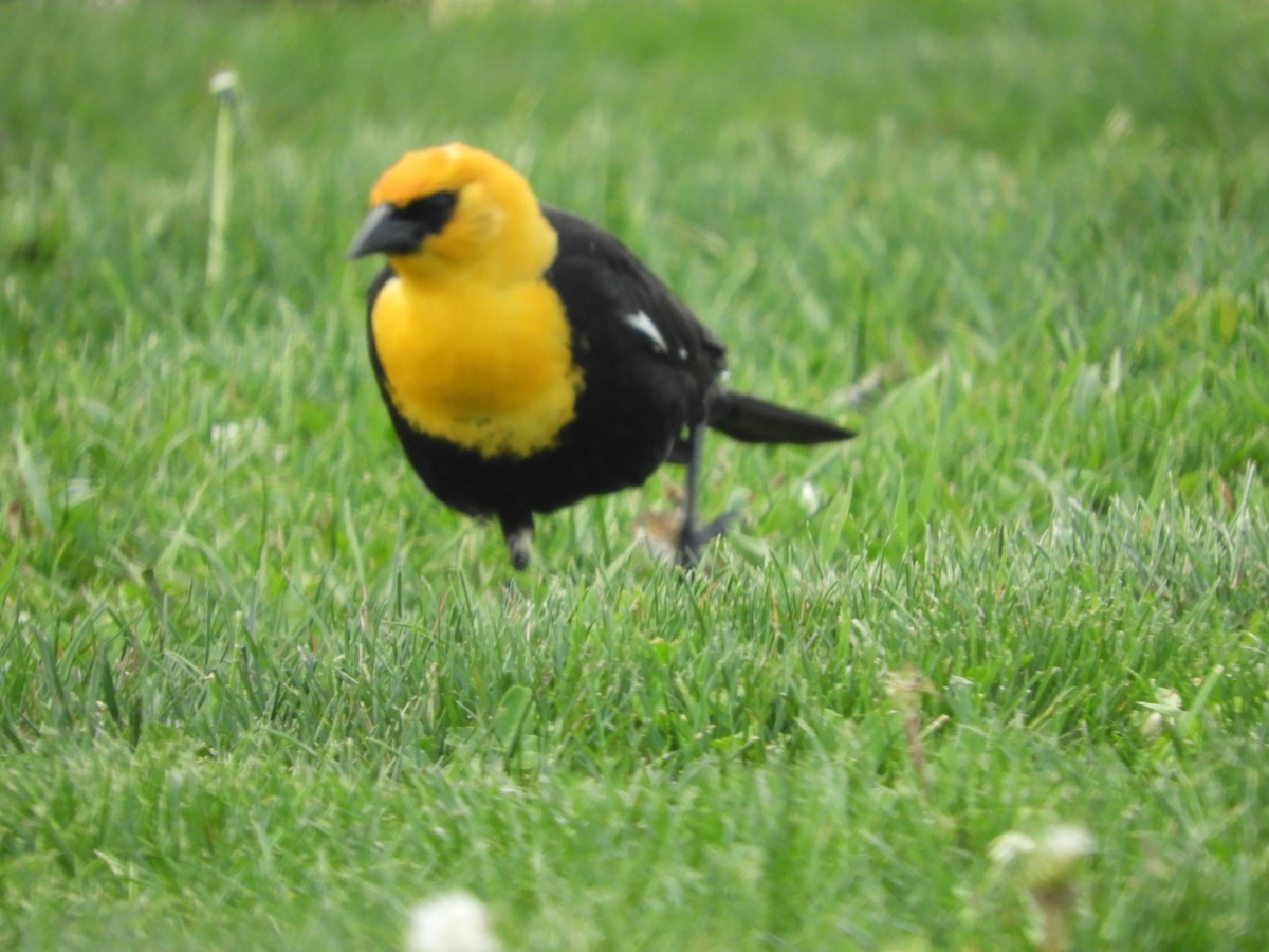 Yellow-headed Blackbird - ML619523743
