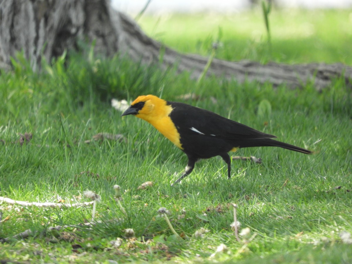 Yellow-headed Blackbird - ML619523746