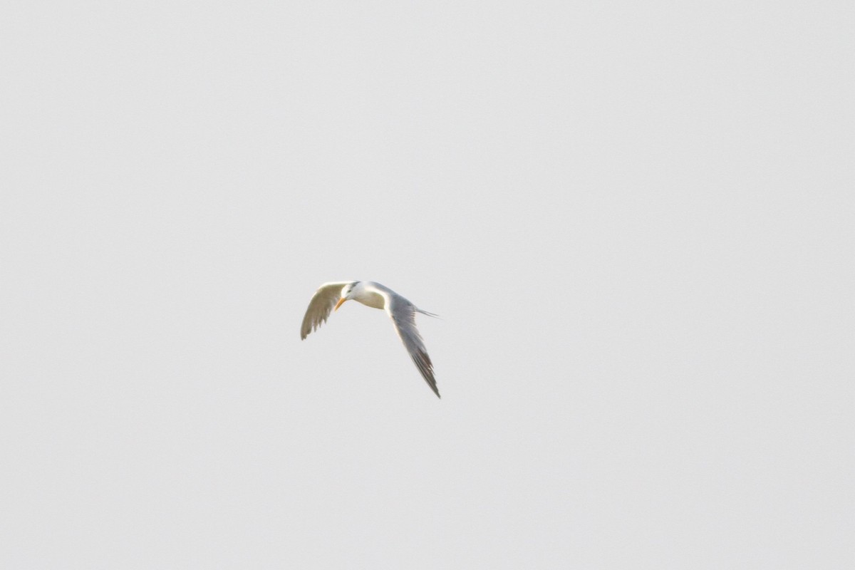 Great Crested Tern - ML619523767