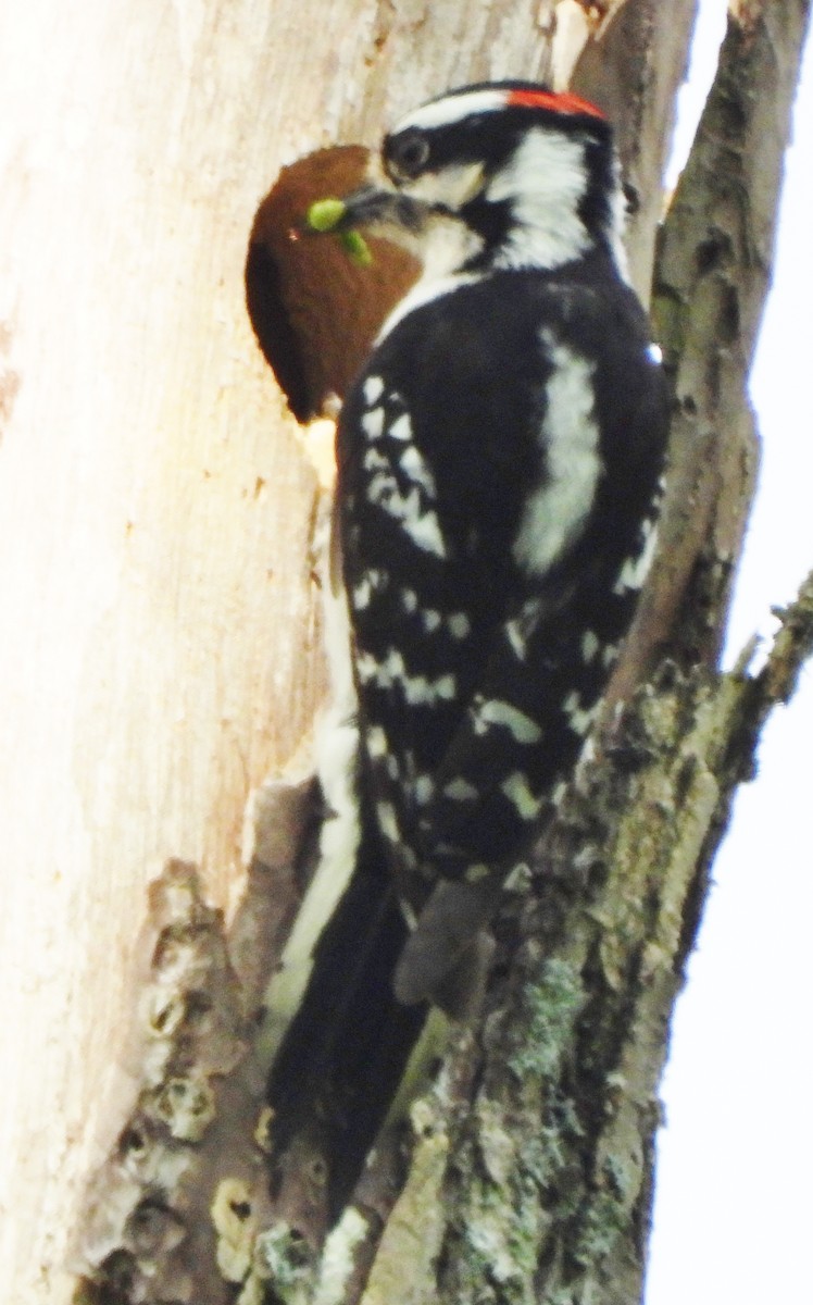 Downy Woodpecker - ML619523781