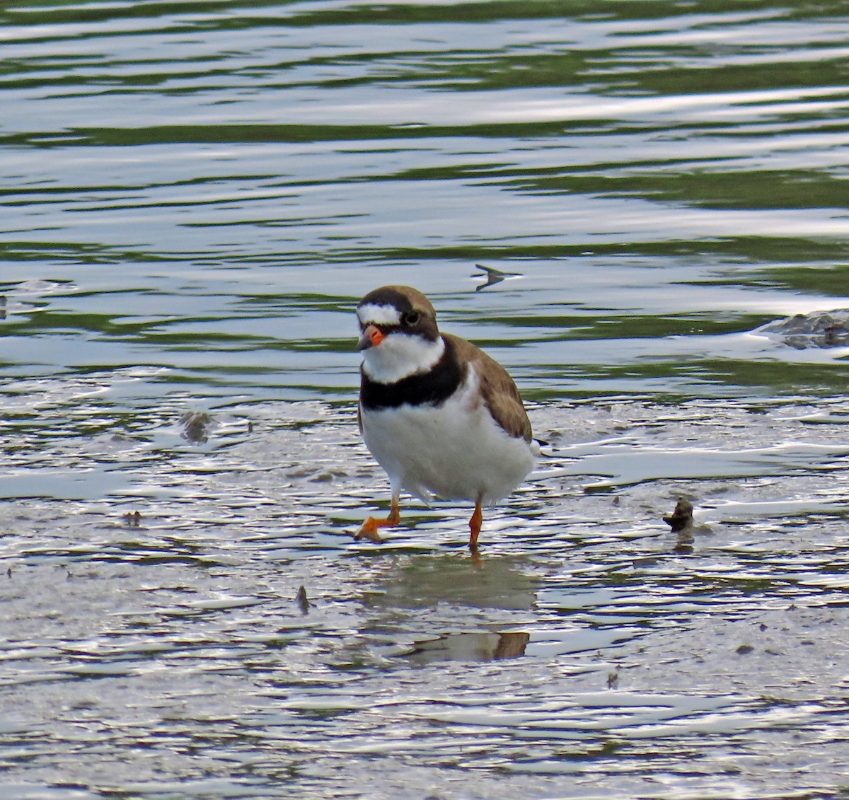 Semipalmated Plover - ML619523841