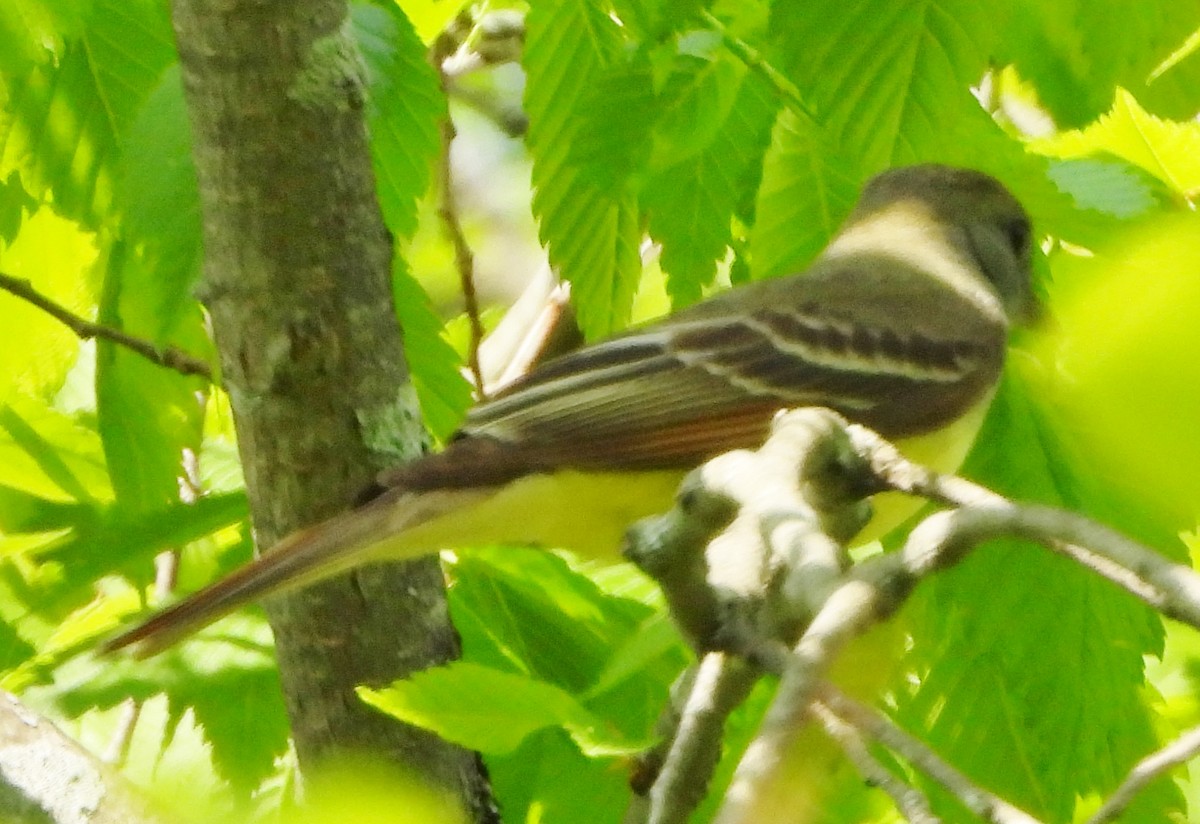 Great Crested Flycatcher - ML619523846