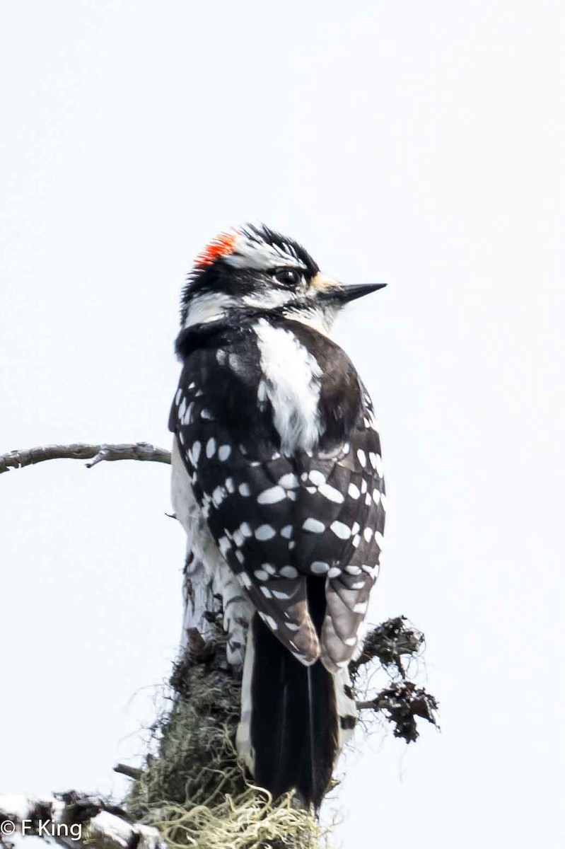 Downy Woodpecker - ML619523857