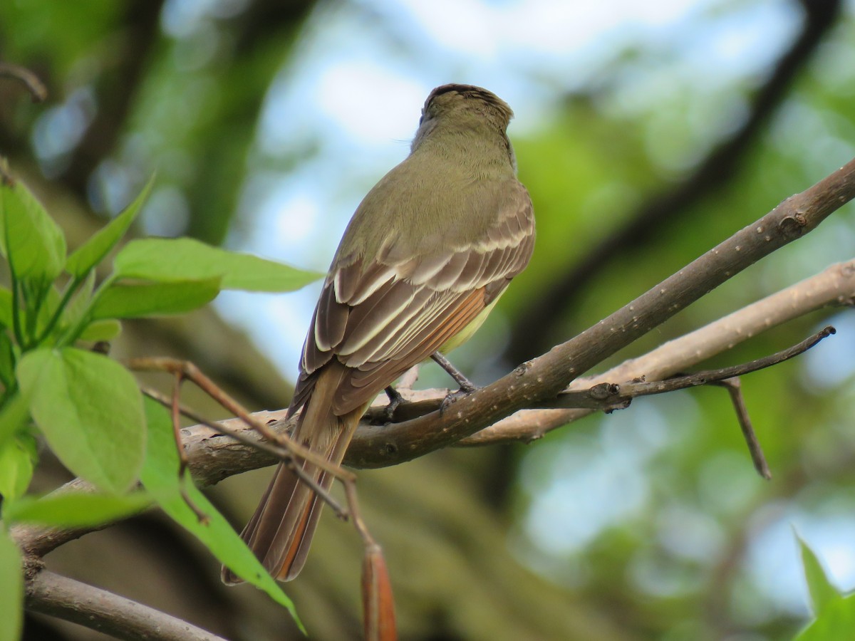 Great Crested Flycatcher - ML619523865