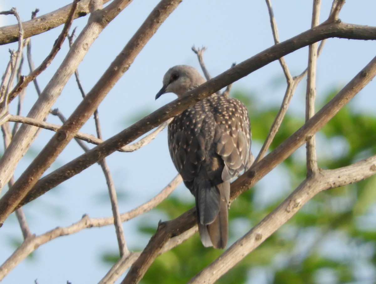 Spotted Dove - ML619523873