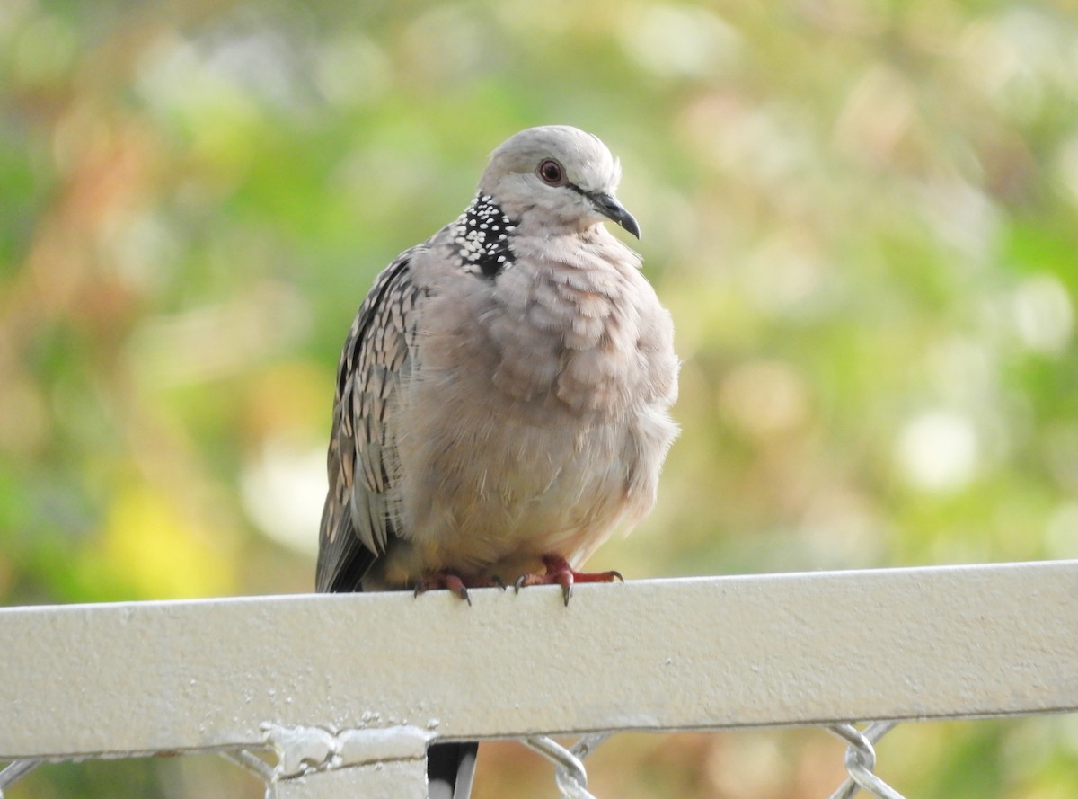 Spotted Dove - ML619523874
