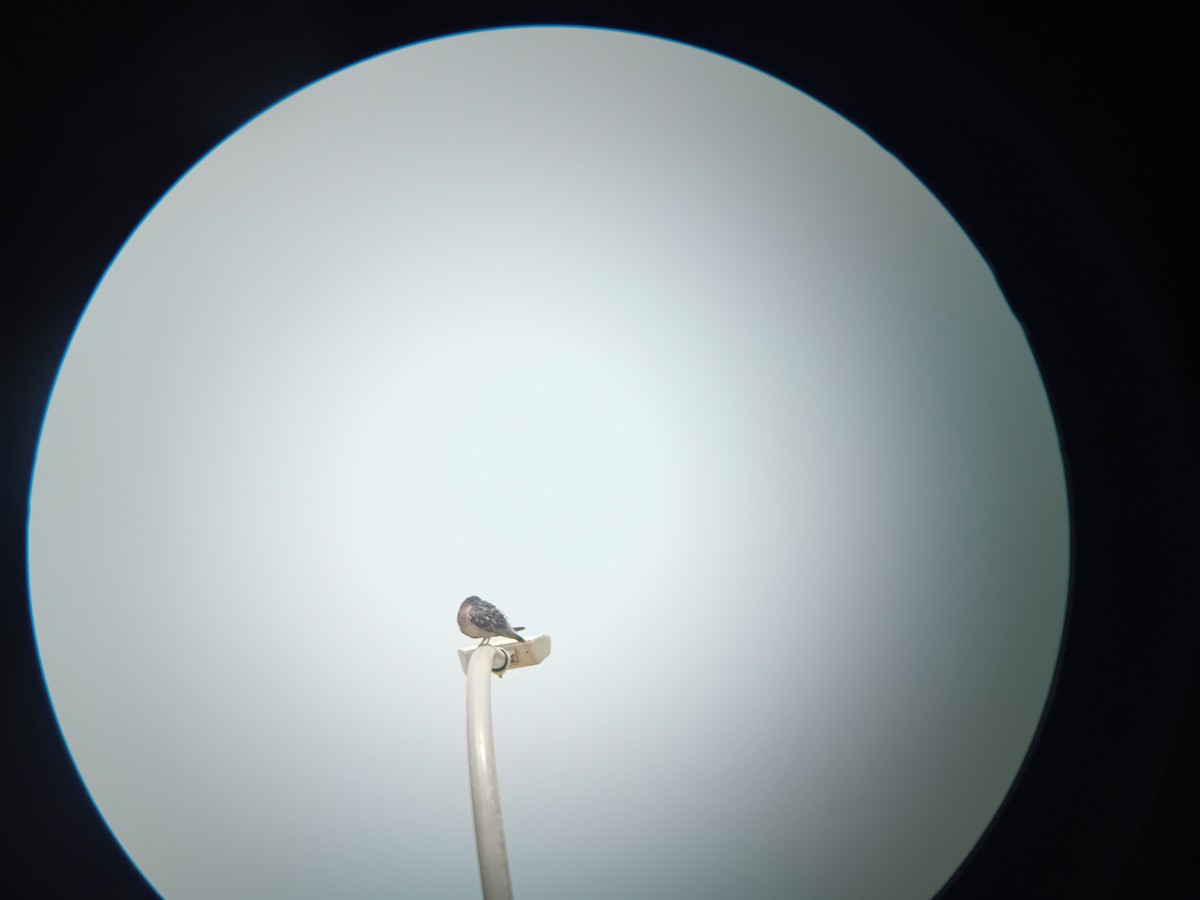 holub skalní (domácí) - ML619523899