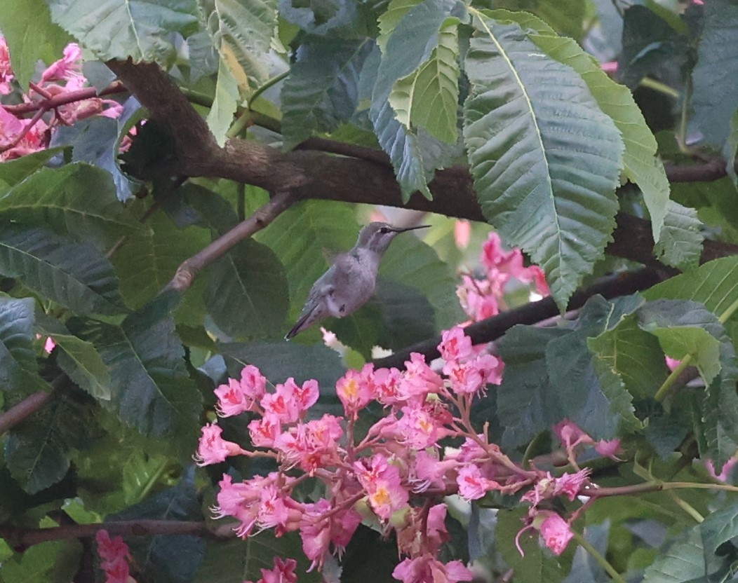 Anna's Hummingbird - ML619523950