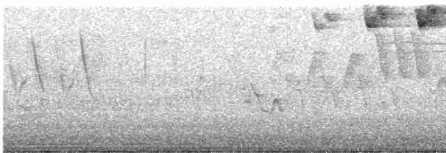 svarthetteparula - ML619523961