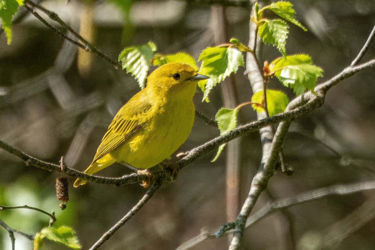 Yellow Warbler (Northern) - ML619523969