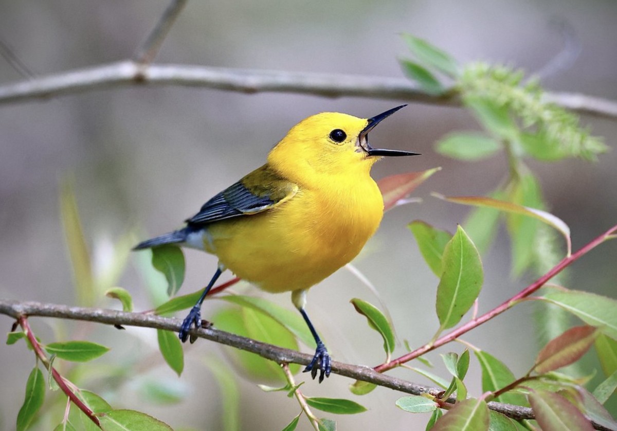 Prothonotary Warbler - ML619524010