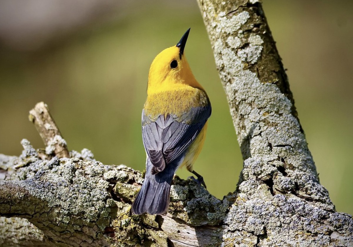 Prothonotary Warbler - ML619524011