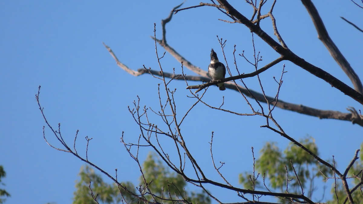 Belted Kingfisher - ML619524023