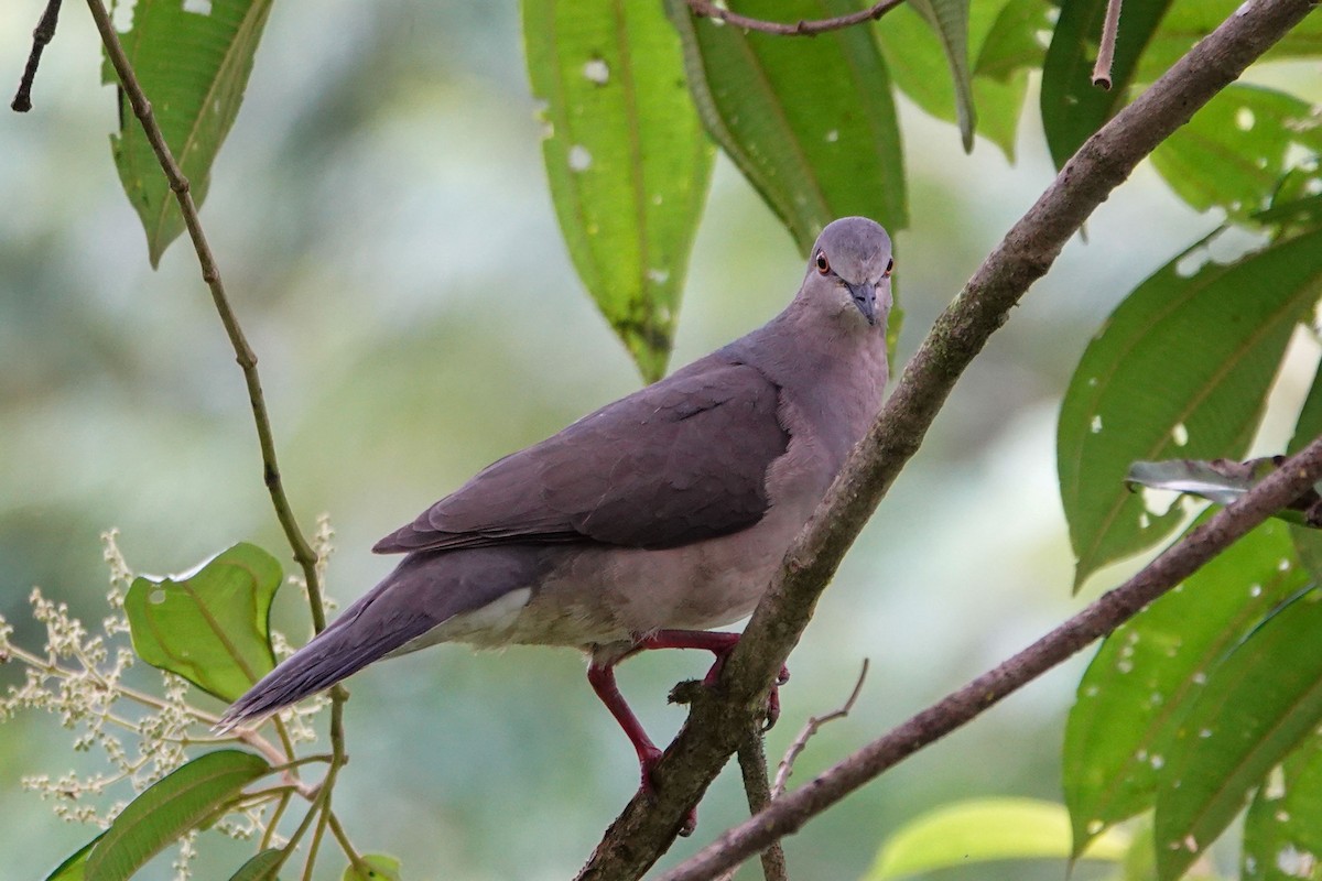 Gray-fronted Dove - ML619524039
