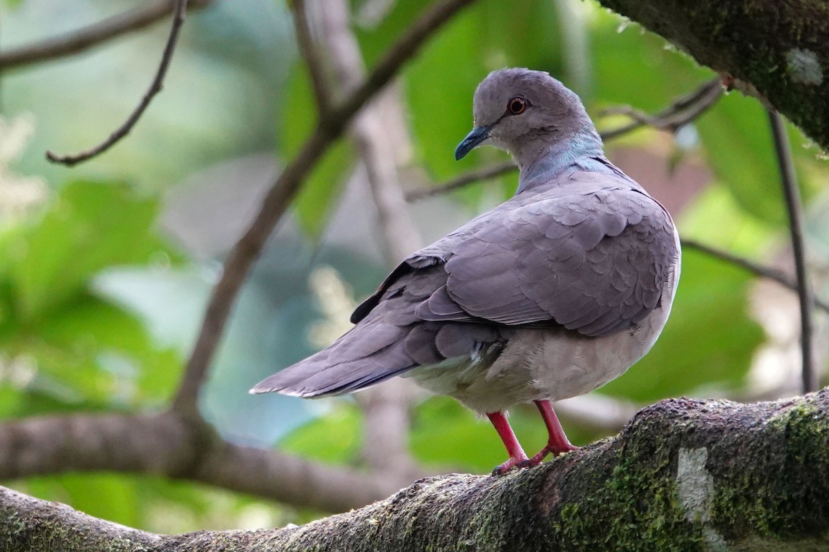 Gray-fronted Dove - ML619524040