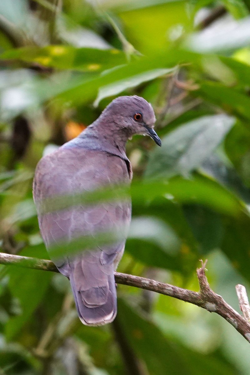 Gray-fronted Dove - ML619524069