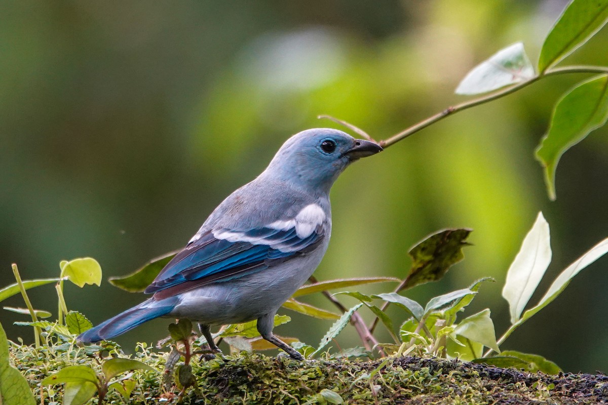 Blue-gray Tanager - ML619524099