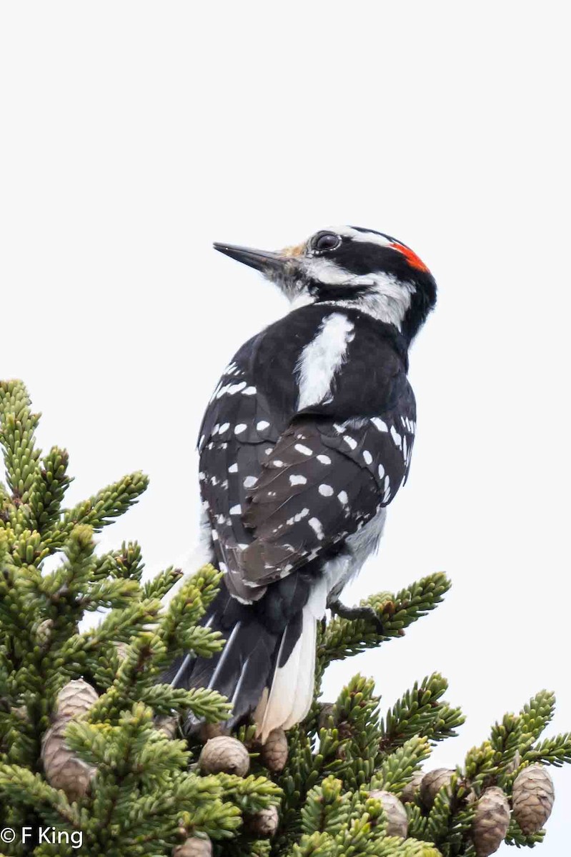 Hairy Woodpecker - ML619524153