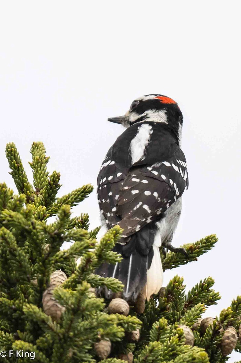 Hairy Woodpecker - ML619524155