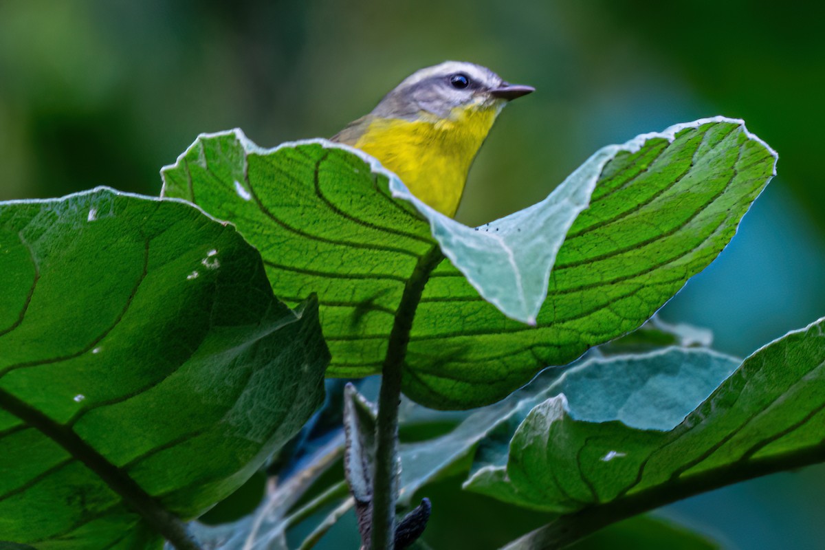 Golden-crowned Warbler - ML619524177