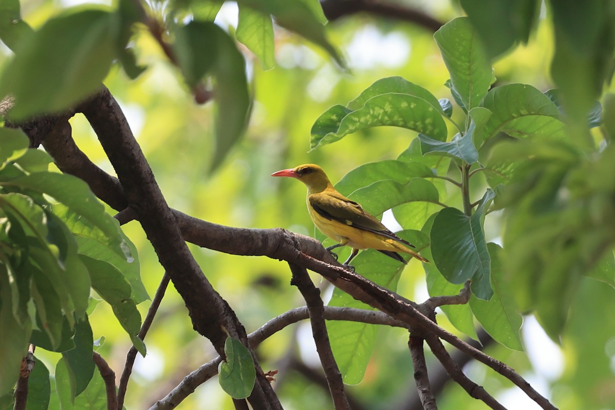 Indian Golden Oriole - ML619524208