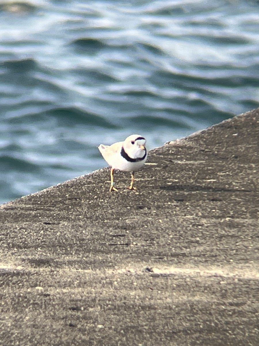 Piping Plover - ML619524253