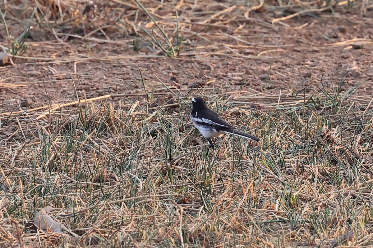 White-browed Wagtail - ML619524326