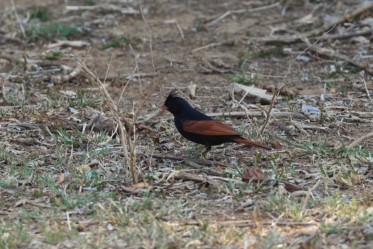Crested Bunting - ML619524341
