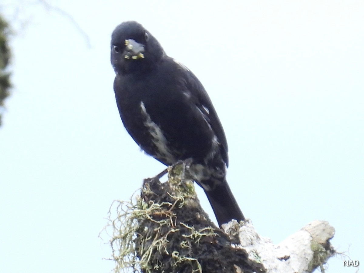 Variable Seedeater - ML619524381