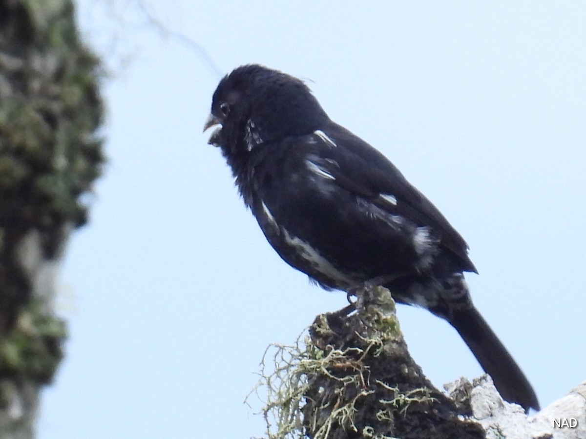 Variable Seedeater - ML619524383