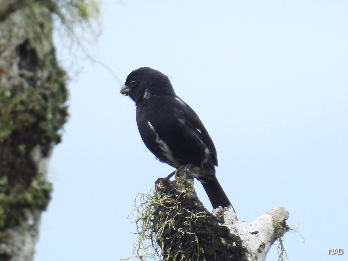 Variable Seedeater - ML619524384