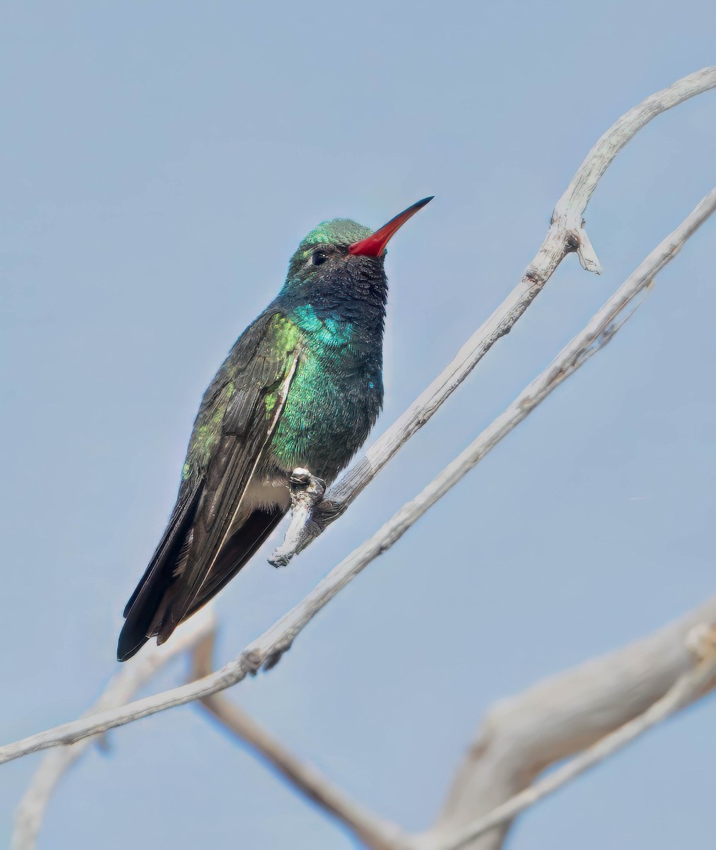 Broad-billed Hummingbird - ML619524407