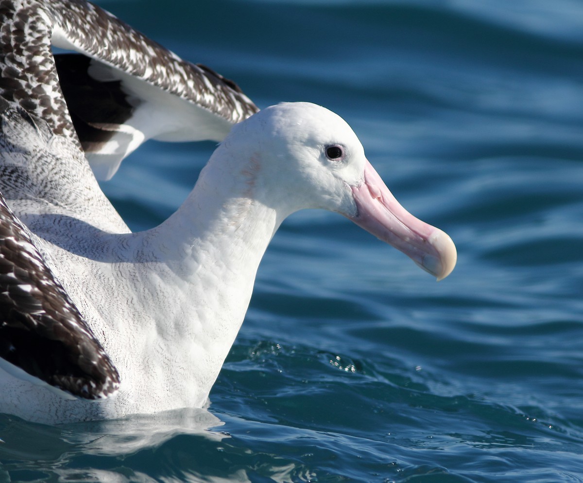 albatros jižní - ML619524441