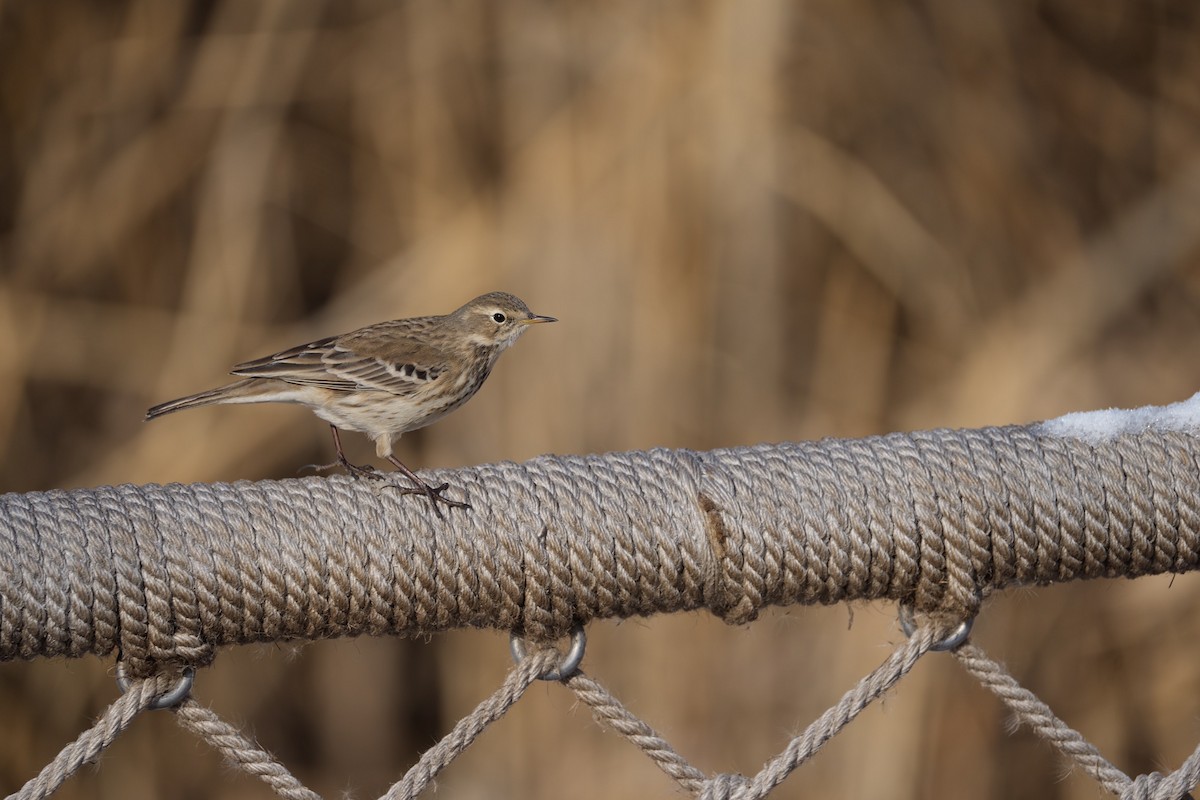 Water Pipit - ML619524467