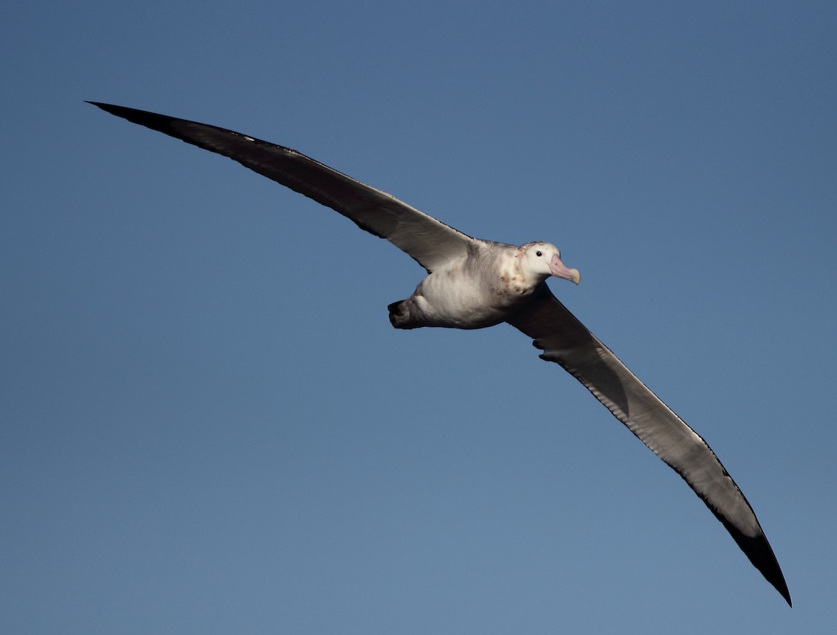 albatros jižní - ML619524476