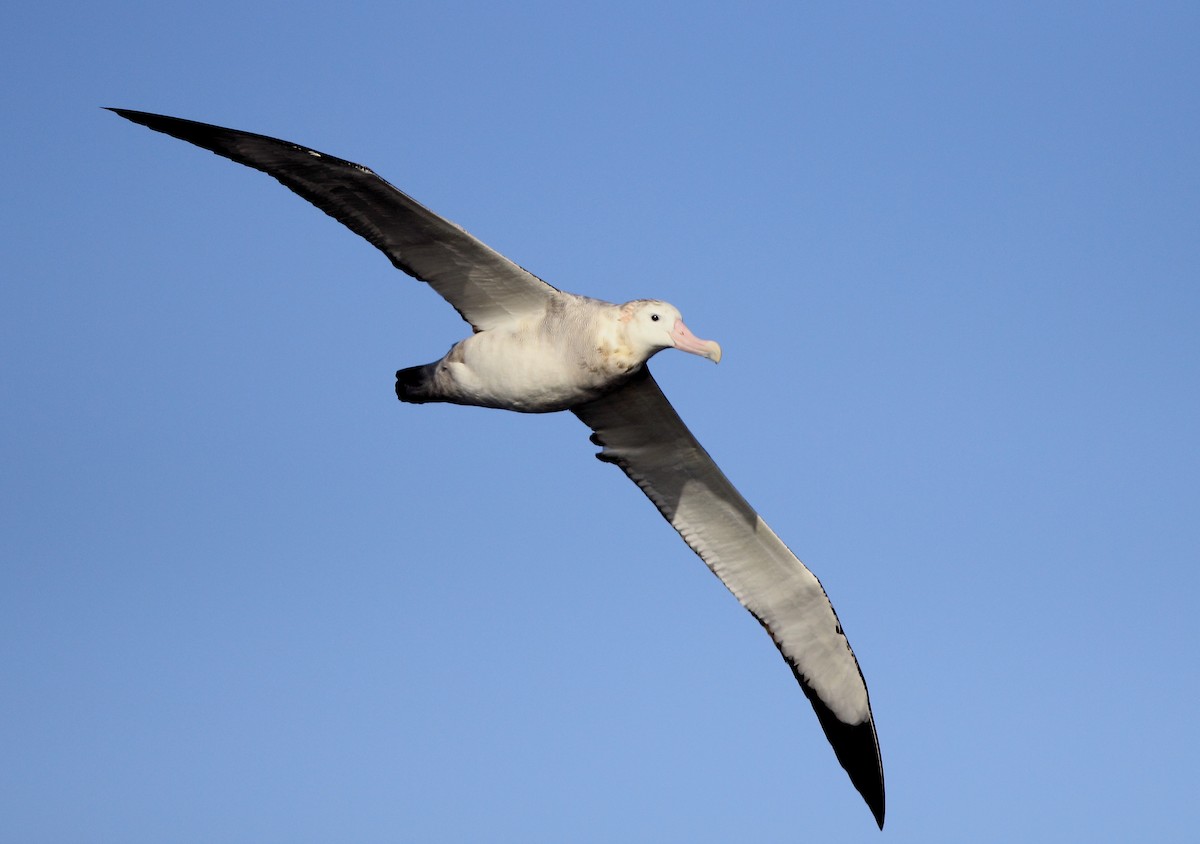 albatros jižní - ML619524486