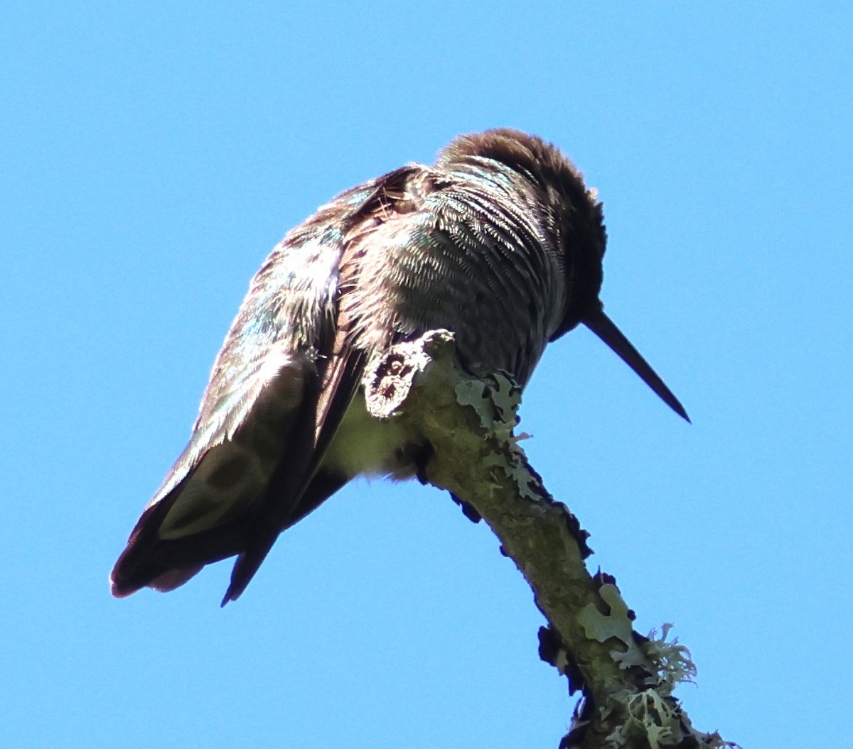 Anna's Hummingbird - ML619524488