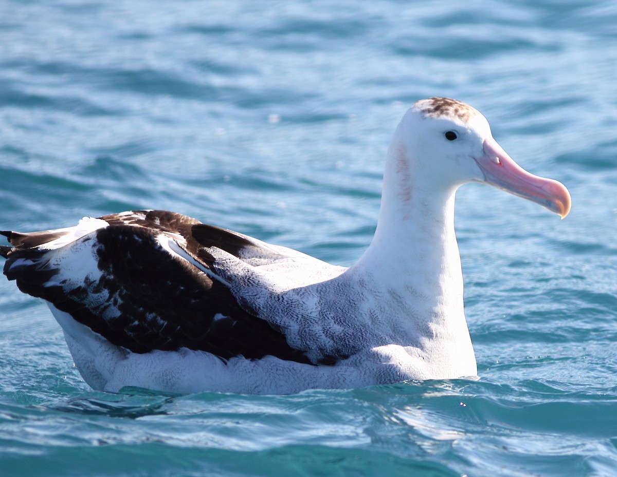 albatros jižní - ML619524492
