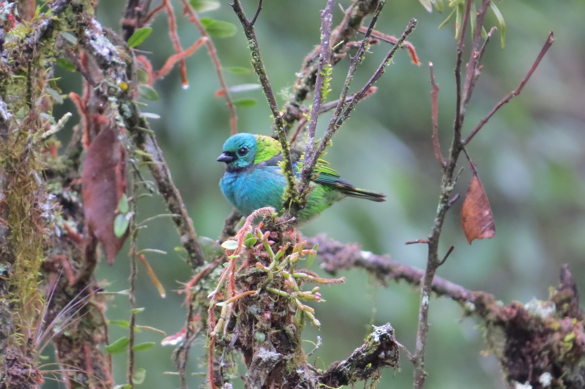Green-headed Tanager - ML619524542