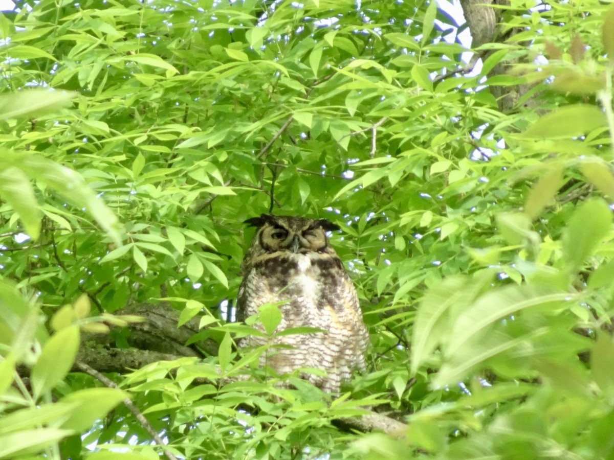 Great Horned Owl - ML619524559