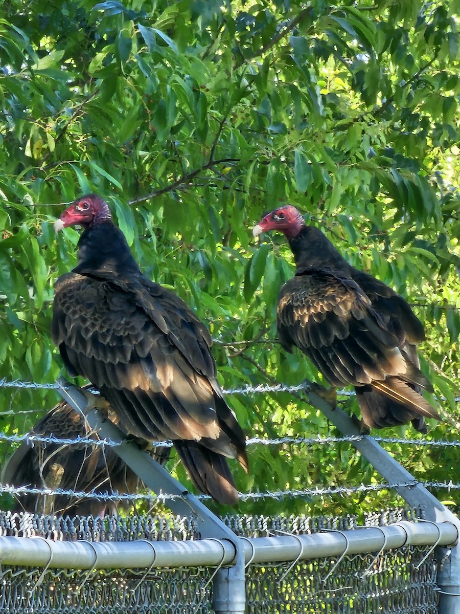 Turkey Vulture - ML619524607
